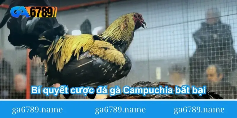 bi quyet cuoc da ga campuchia bat bai
