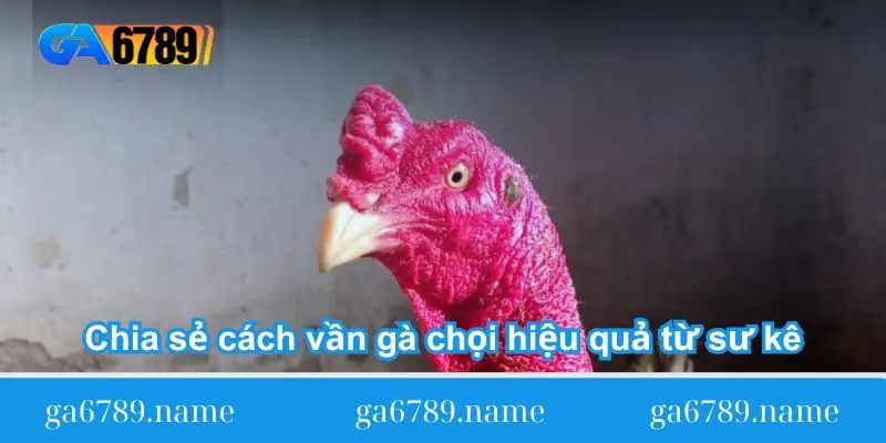 Chia sẻ cách vần gà chọi hiệu quả từ sư kê