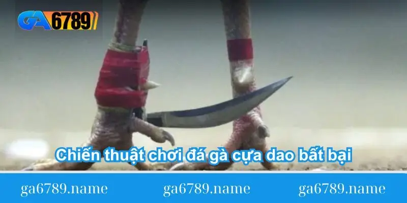 Chiến thuật chơi đá gà cựa dao bất bại