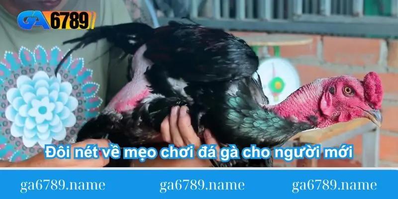 doi net ve meo choi da ga cho nguoi moi