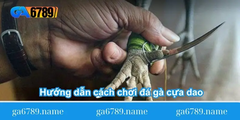 Hướng dẫn cách chơi đá gà cựa dao