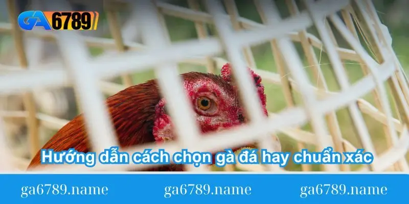Hướng dẫn cách chọn gà đá hay chuẩn xác