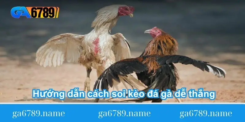 Hướng dẫn cách soi kèo đá gà dễ thắng