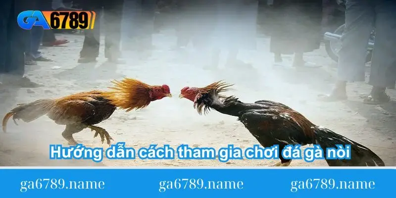 Hướng dẫn cách tham gia chơi đá gà nòi