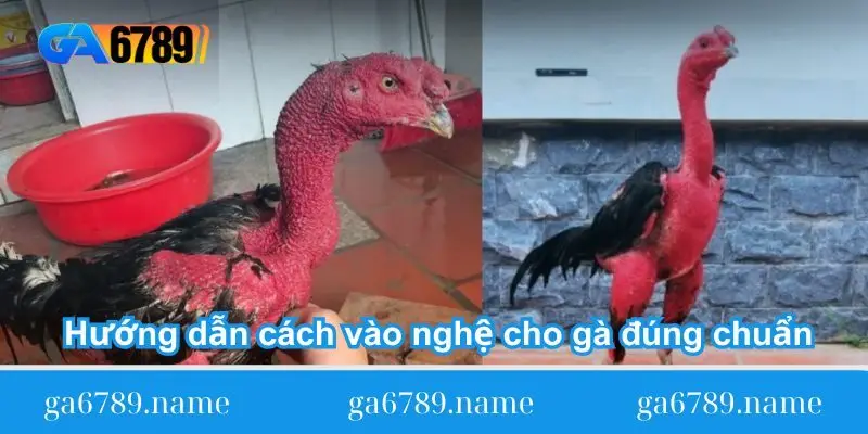 Hướng dẫn cách vào nghệ cho gà đúng chuẩn