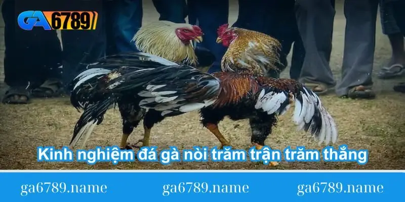 Kinh nghiệm đá gà nòi trăm trận trăm thắng