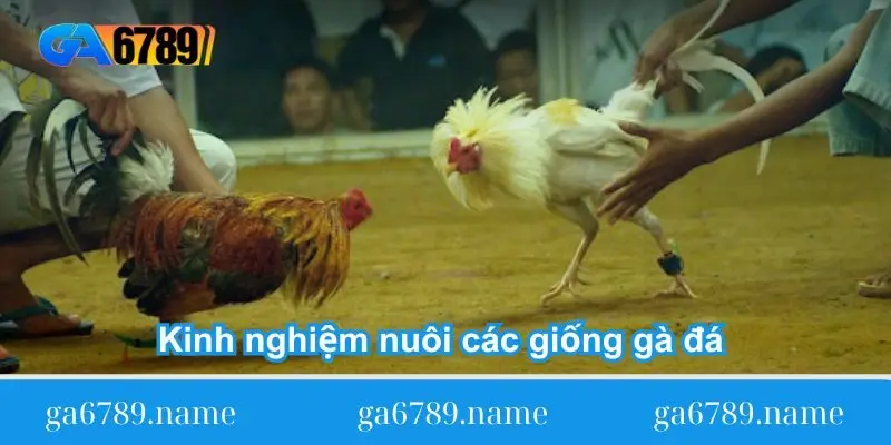 Kinh nghiệm nuôi các giống gà đá ở Việt Nam