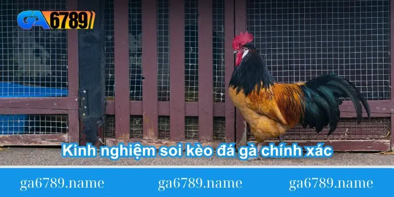 Kinh nghiệm soi kèo đá gà chính xác