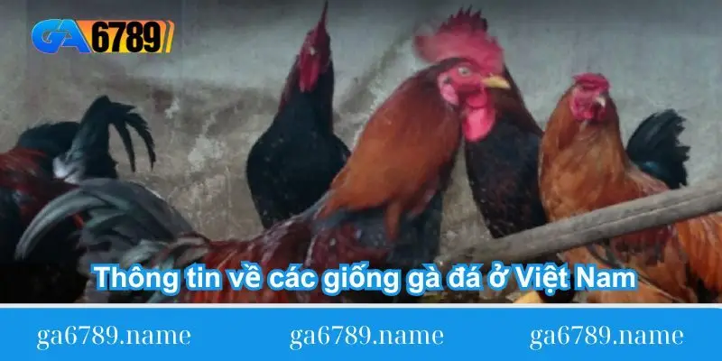 Thông tin về các giống gà đá ở Việt Nam chi tiết