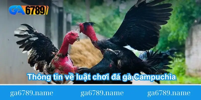 thong tin ve luat choi da ga campuchia