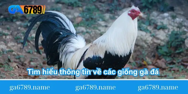 Tìm hiểu thông tin về các giống gà đá Việt Nam