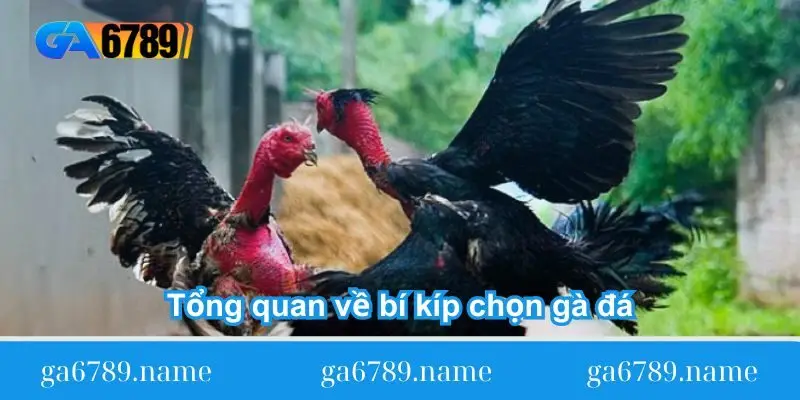 tong quan ve bi kip chon ga da