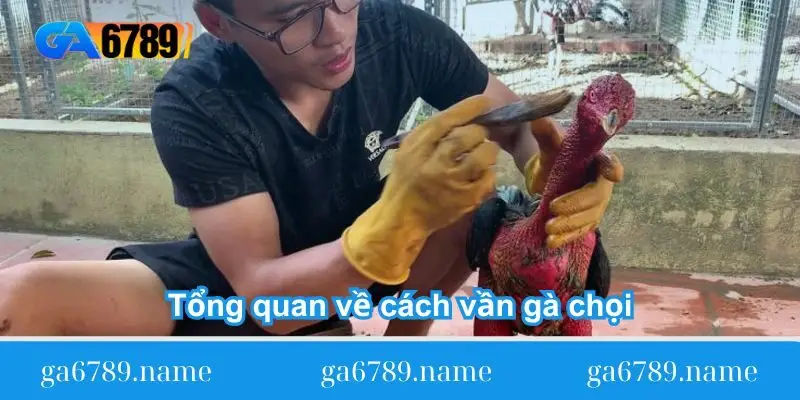 Tổng quan về cách vần gà chọi