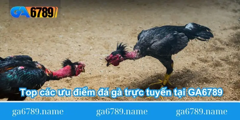 top cac uu diem da ga truc tuyen tai ga6789